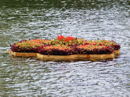 Beautiful floating flowerbed on the pond.の写真素材