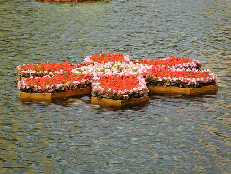 Beautiful floating flowerbed on the pond.の写真素材