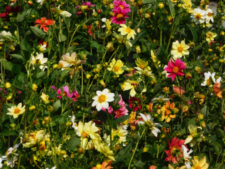 Colorful dahlias on flowerbed.の写真素材
