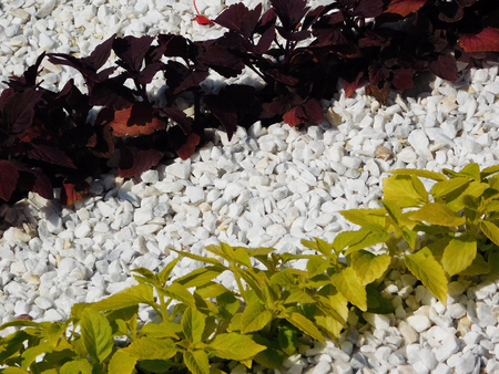 Yellow and brown coleus plants in white gravel.の写真素材
