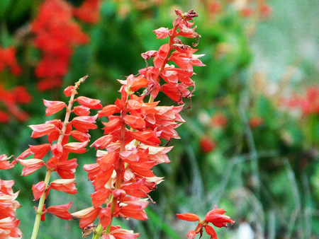 Red salvia flowers close-up photo.の写真素材