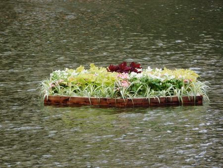 Beautiful floating flowerbed on the pond.の写真素材