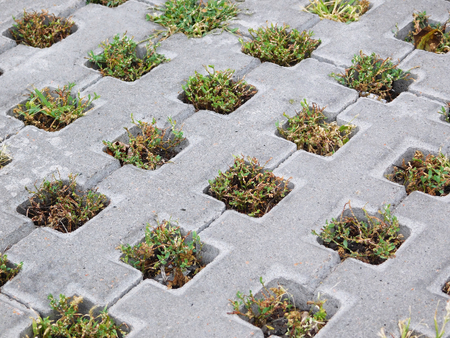 Small plants growing between concrete blocks.の写真素材