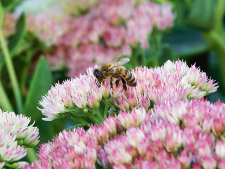 A bee on cluster of pink-white flowers.の写真素材