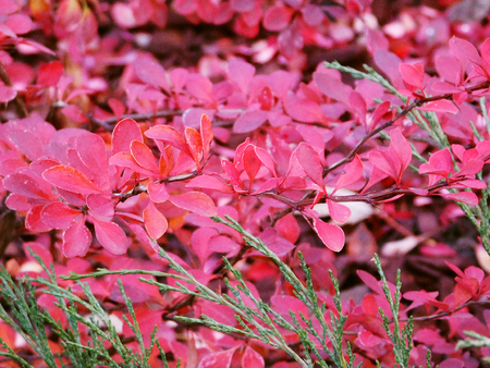 A branch of berberis shrub.の写真素材