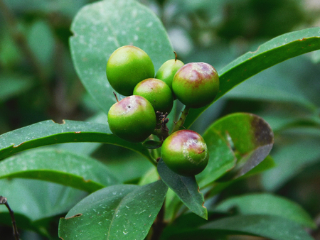 A bunch of bay laurel tree fruits.の写真素材