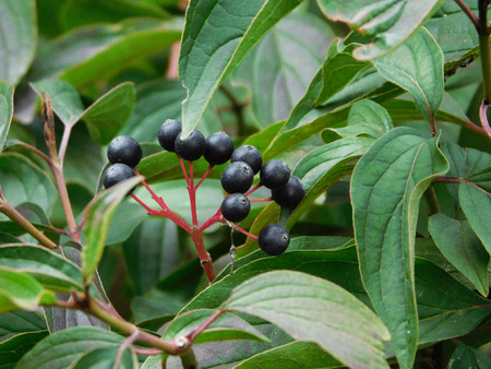 A bunch of chokeberry fruits.の写真素材