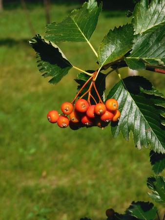A bunch of rowan in sunshine.の写真素材