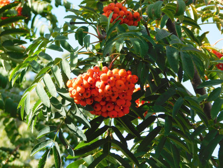 A bunch of rowan in sunshine.の写真素材
