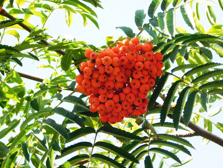 A bunch of rowan in sunshine.の写真素材