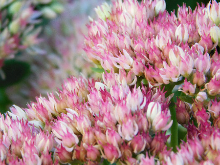 A cluster of pink-white flowers.の写真素材