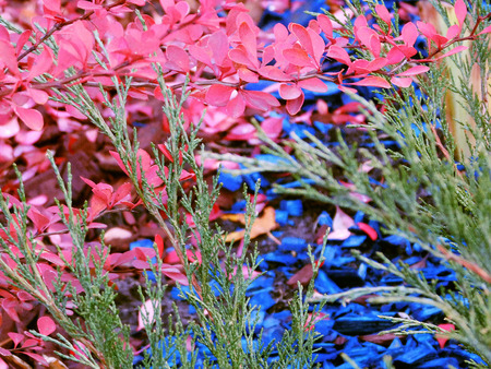 Abstract photo with berberis and fir branches.の写真素材