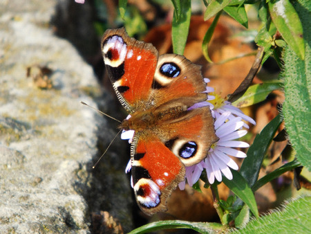 Beautiful butterfly on a flower close-up photo.の写真素材