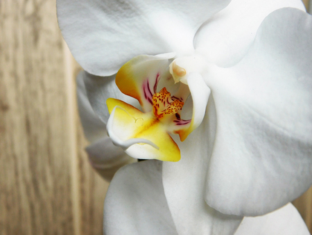 Beautiful white orchid macro photo.の写真素材