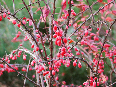 Berberis fruits on branches.の写真素材