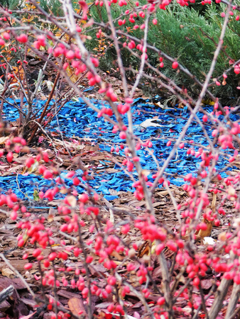 Blue painted wooden chips behind berberis shrub.の写真素材