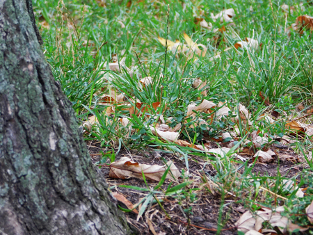 Fallen yellow leaves in the grass near the tree.の写真素材