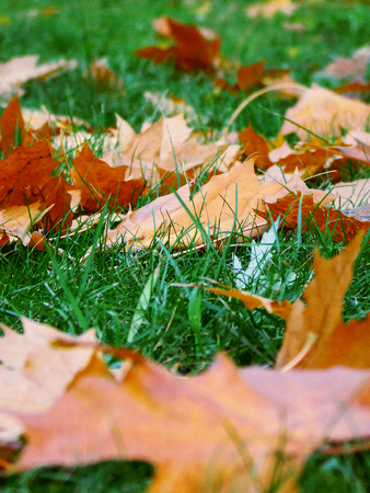 Fallen yellow maple leaves on the grass.の写真素材