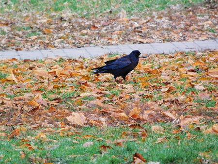 Lonely raven walking in the park.の写真素材