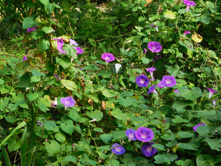 Wildplanting purple ipomoea in park.の写真素材