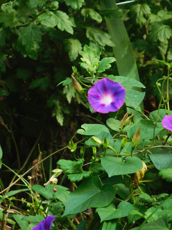 Wildplanting purple ipomoea in park.の写真素材