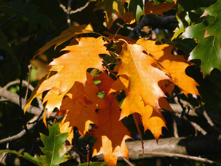 Yellow leaves in sunshine.の写真素材