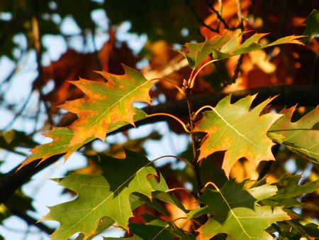 Yellowing leaves in sunshine.の写真素材