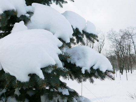 Fir tree branches covered by snow.の写真素材