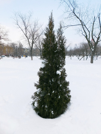 Lonely fir tree in a large layer of snow.の写真素材