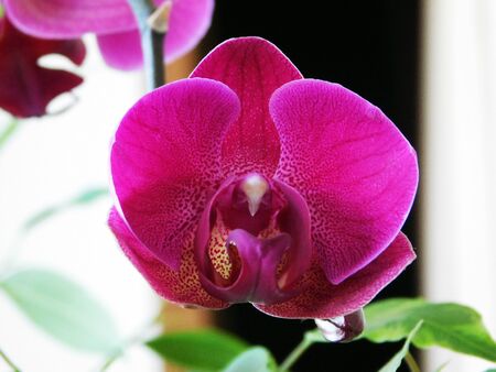Beautiful pink orchid flower macro photo.の写真素材