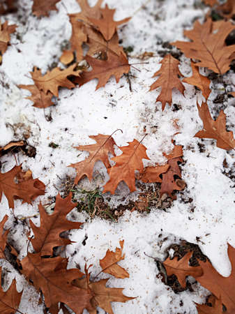 Oak leaves on snow. close-up view.の写真素材
