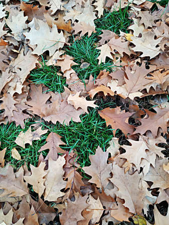 Oak leaves on green grass. close-up view.の写真素材