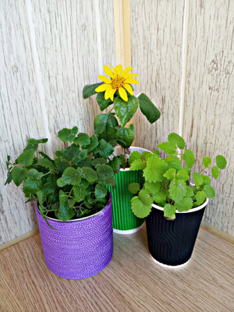 Mint melissa and decorative sunflower in cute cups.の写真素材