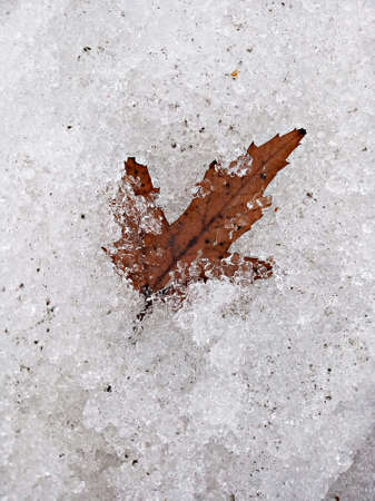 Alone brown maple leaf in the ice.の写真素材