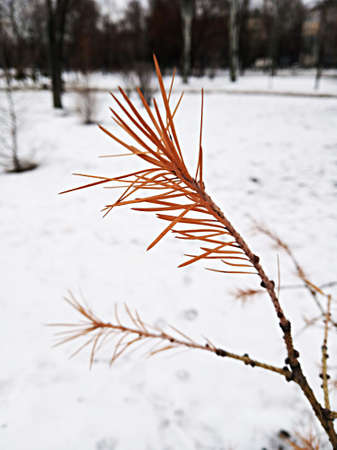Red dry pine tree branch. close-up view.の写真素材