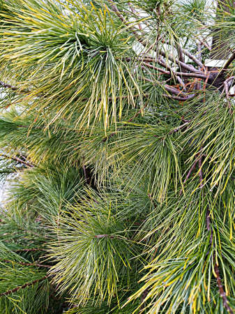 Large pine tree branches. close-up view.の写真素材