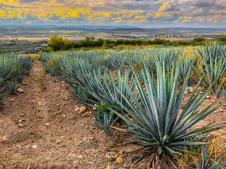 blue agave plant, ready to make tequila. The tall ones. Jalisco Mexicoの写真素材