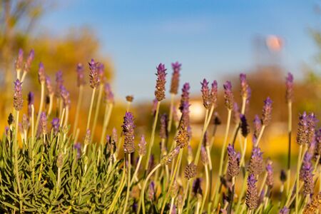 Photography of the Spanish lavender fields of brihuega in full bloom, a pleasure for the eyes and smell.の写真素材