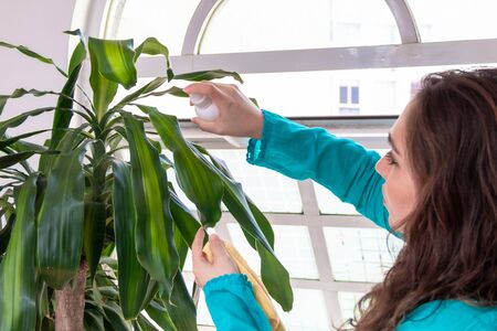 Young happy real woman arranges some plants, indoors. Social distanceの写真素材