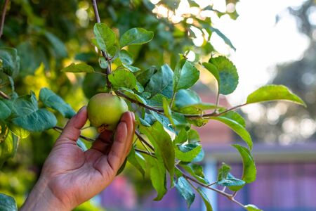 Close up hands picking apples with bokeh background. Apples fruits from the highland apples plantationの写真素材