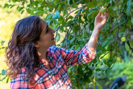 Beautiful young woman picking ripe organic apples in wooden crate in orchard or on farm on a fall dayの写真素材