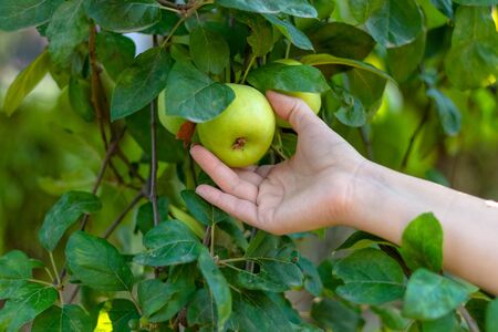 Beautiful young woman picking ripe organic apples in wooden crate in orchard or on farm on a fall dayの写真素材