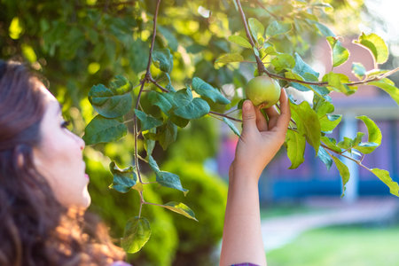 Beautiful young woman picking ripe organic apples in wooden crate in orchard or on farm on a fall...