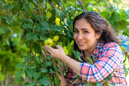 Beautiful young woman picking ripe organic apples in wooden crate in orchard or on farm on a fall dayの写真素材