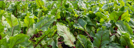 Natural organic vegetables grown in nourished soil. Agricultural plant sprout. Land crops.. Green...