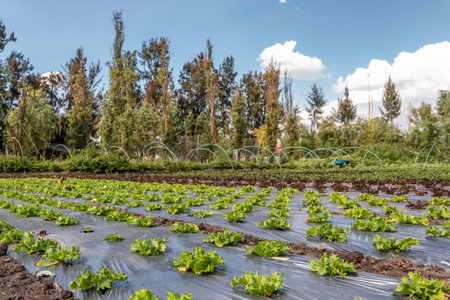Natural organic vegetables grown in nourished soil. Agricultural plant sprout. Land crops.. Green...