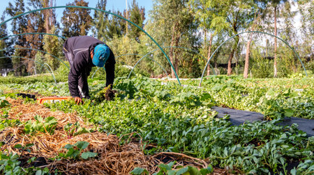 Xochimilco, CDMX. Mexico June 14, 2020. Organic vegetable crops for Xochimilco salad along the floating gardens or Chinampas in Mexico Cityのeditorial素材