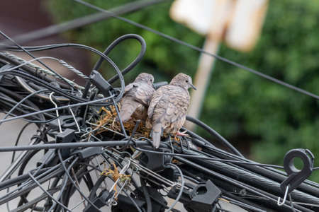 Pair of dove birds making their nest in some light cables. Urban natureの写真素材