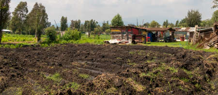 Crop strips, of a farmer in extreme poverty. Self consumptionの写真素材