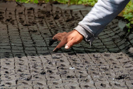 Seeds are grown from the ground and planting a seed in soil agriculture on the green natural background, cultivation plants conceptの写真素材